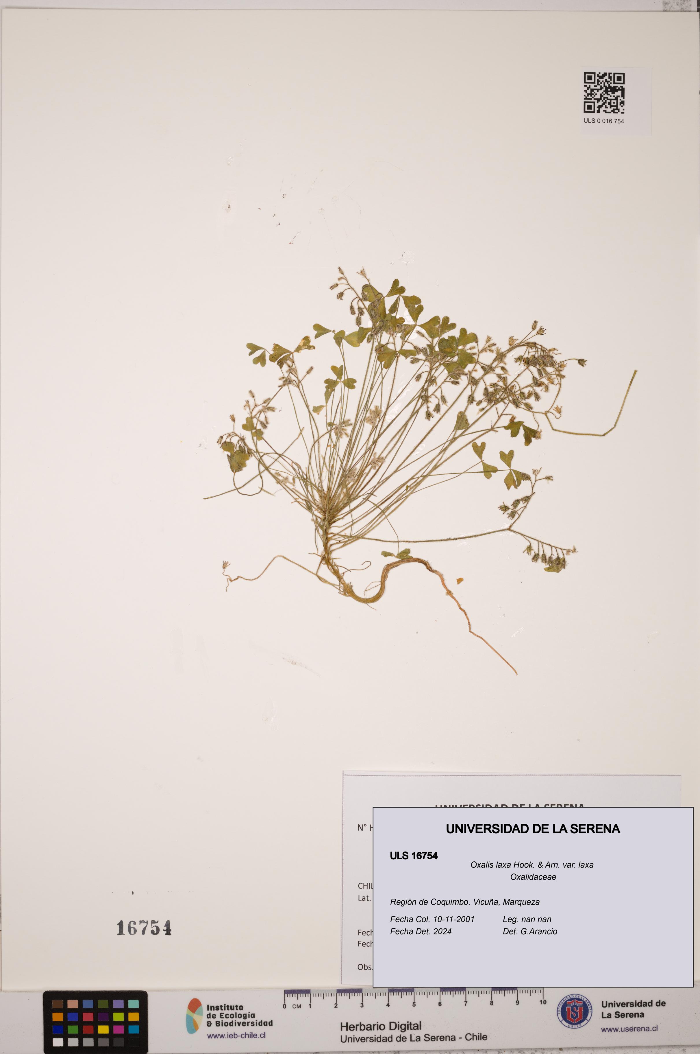 Oxalis laxa var. laxa [Espécimen: ULS:ULS:0016754]