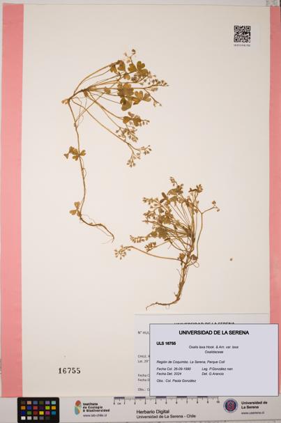 Oxalis laxa var. laxa [Espécimen: ULS:ULS:0016755]