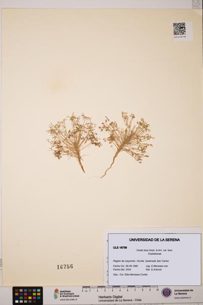 Oxalis laxa var. laxa [Espécimen: ULS:ULS:0016756]
