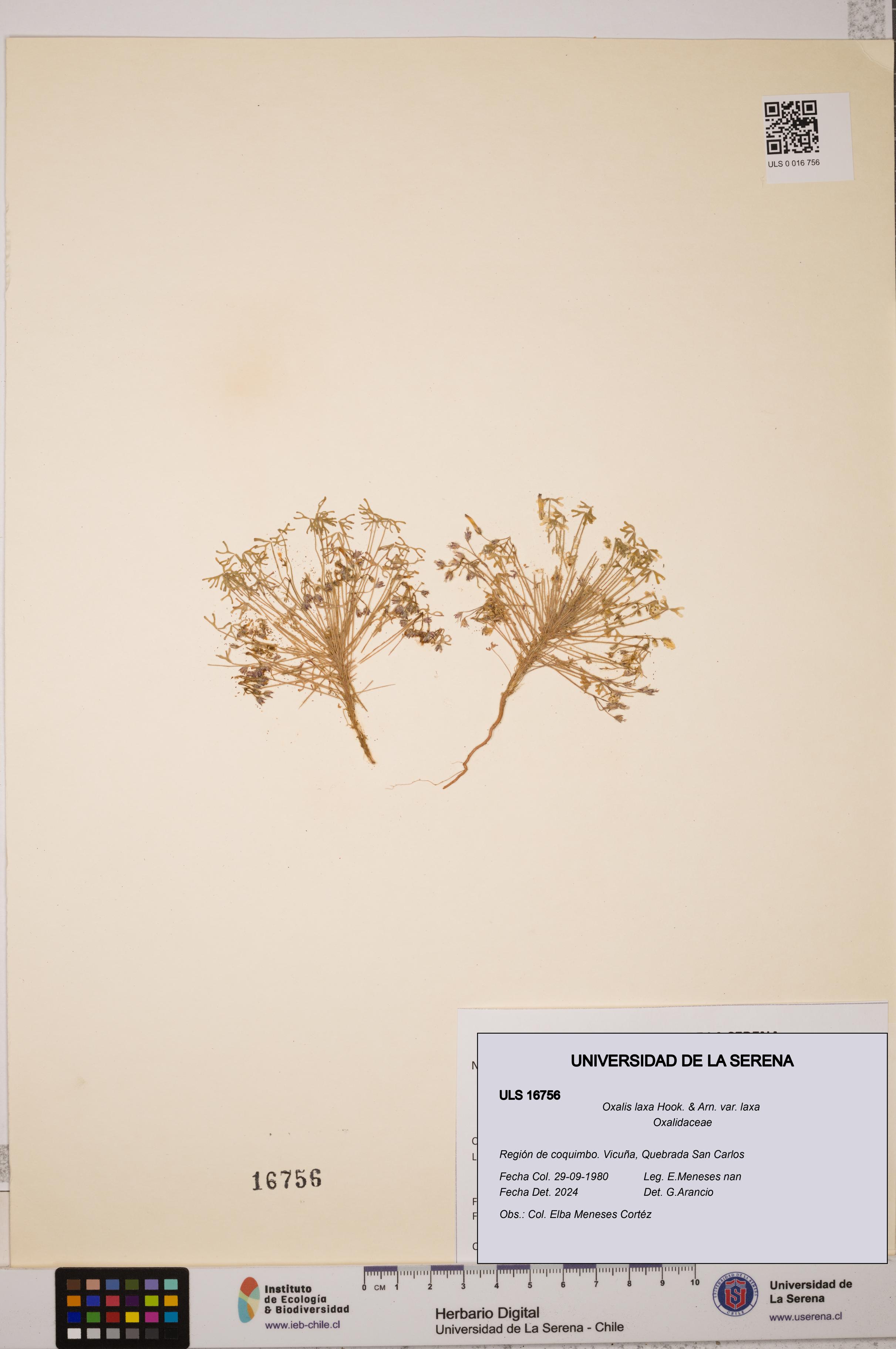 Oxalis laxa var. laxa [Espécimen: ULS:ULS:0016756]