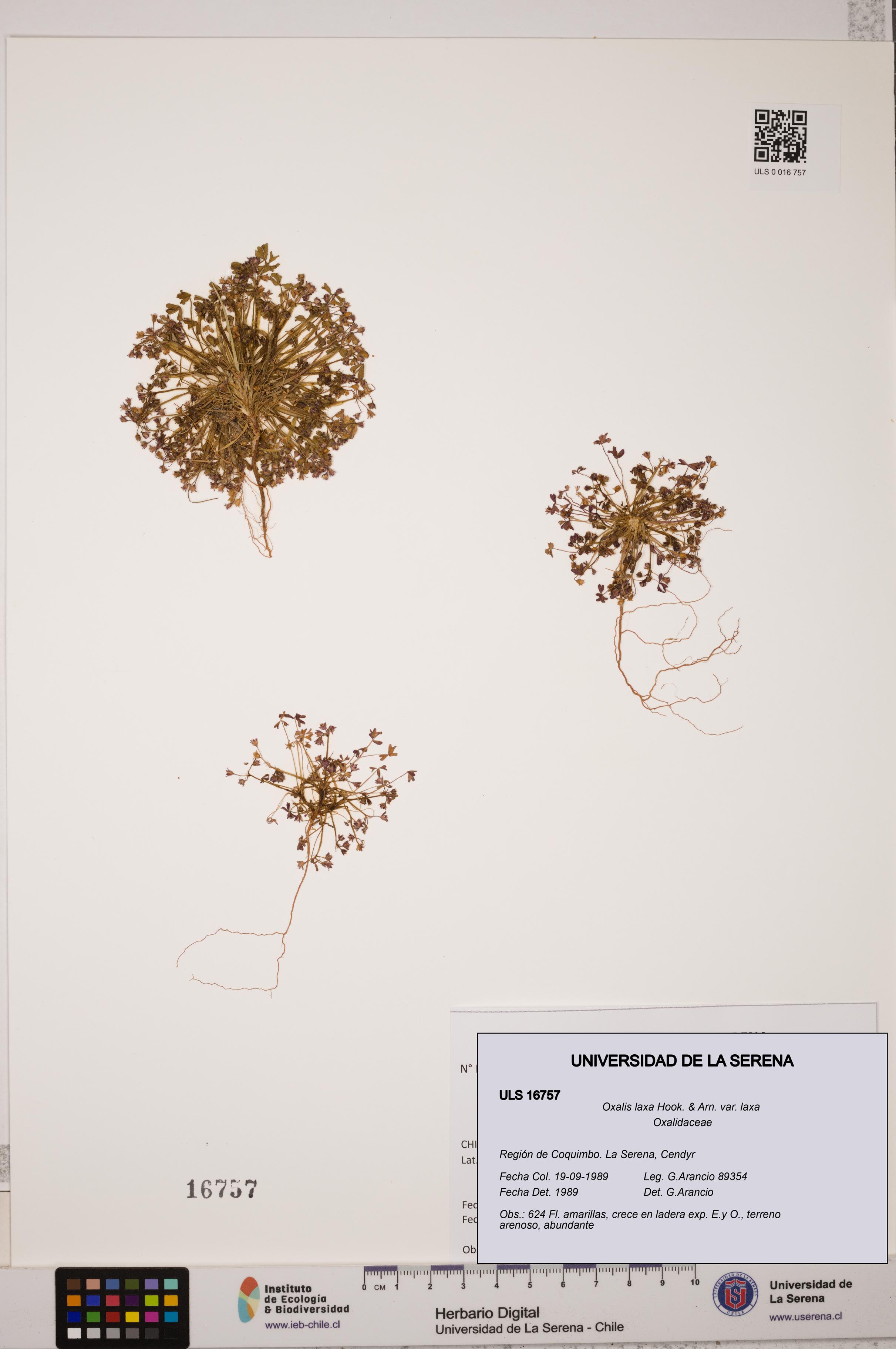 Oxalis laxa var. laxa [Espécimen: ULS:ULS:0016757]