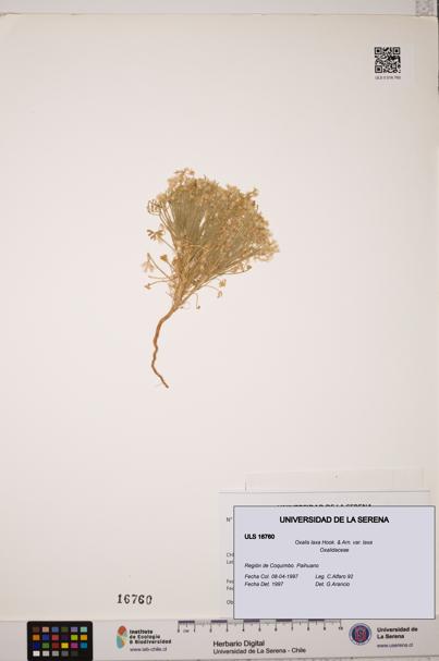 Oxalis laxa var. laxa [Espécimen: ULS:ULS:0016760]