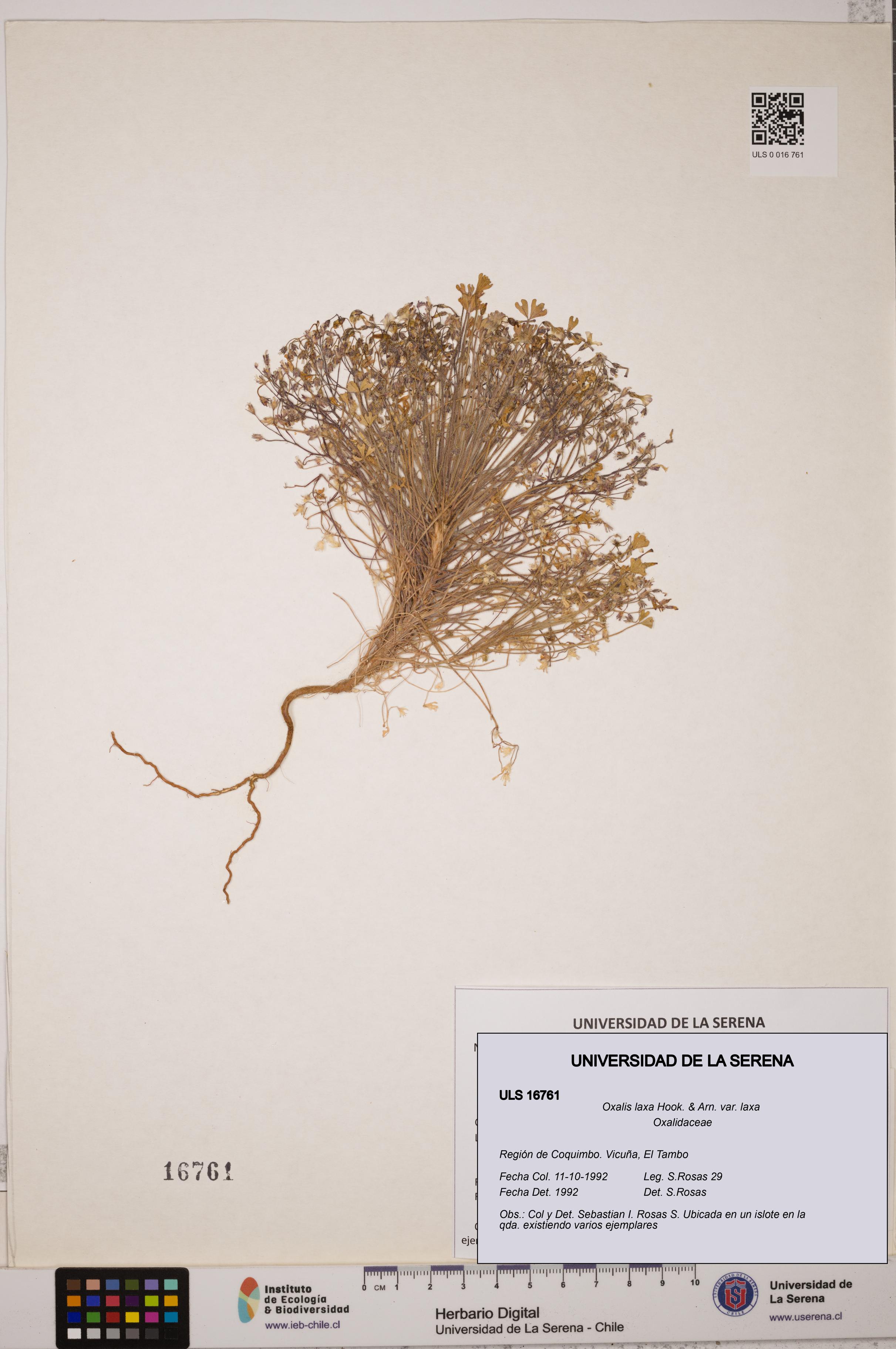 Oxalis laxa var. laxa [Espécimen: ULS:ULS:0016761]