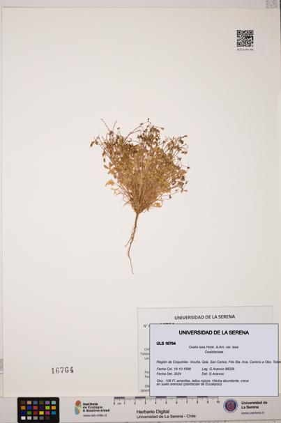 Oxalis laxa var. laxa [Espécimen: ULS:ULS:0016764]