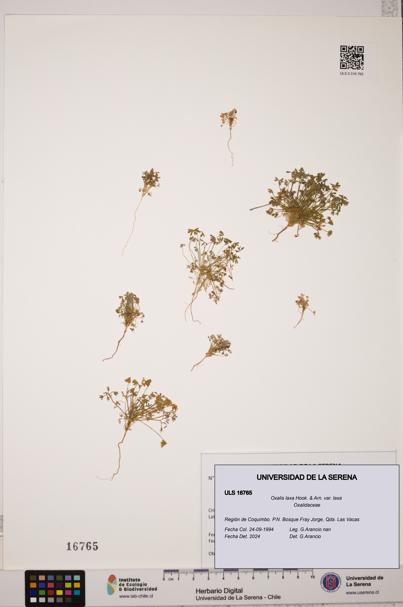 Oxalis laxa var. laxa [Espécimen: ULS:ULS:0016765]