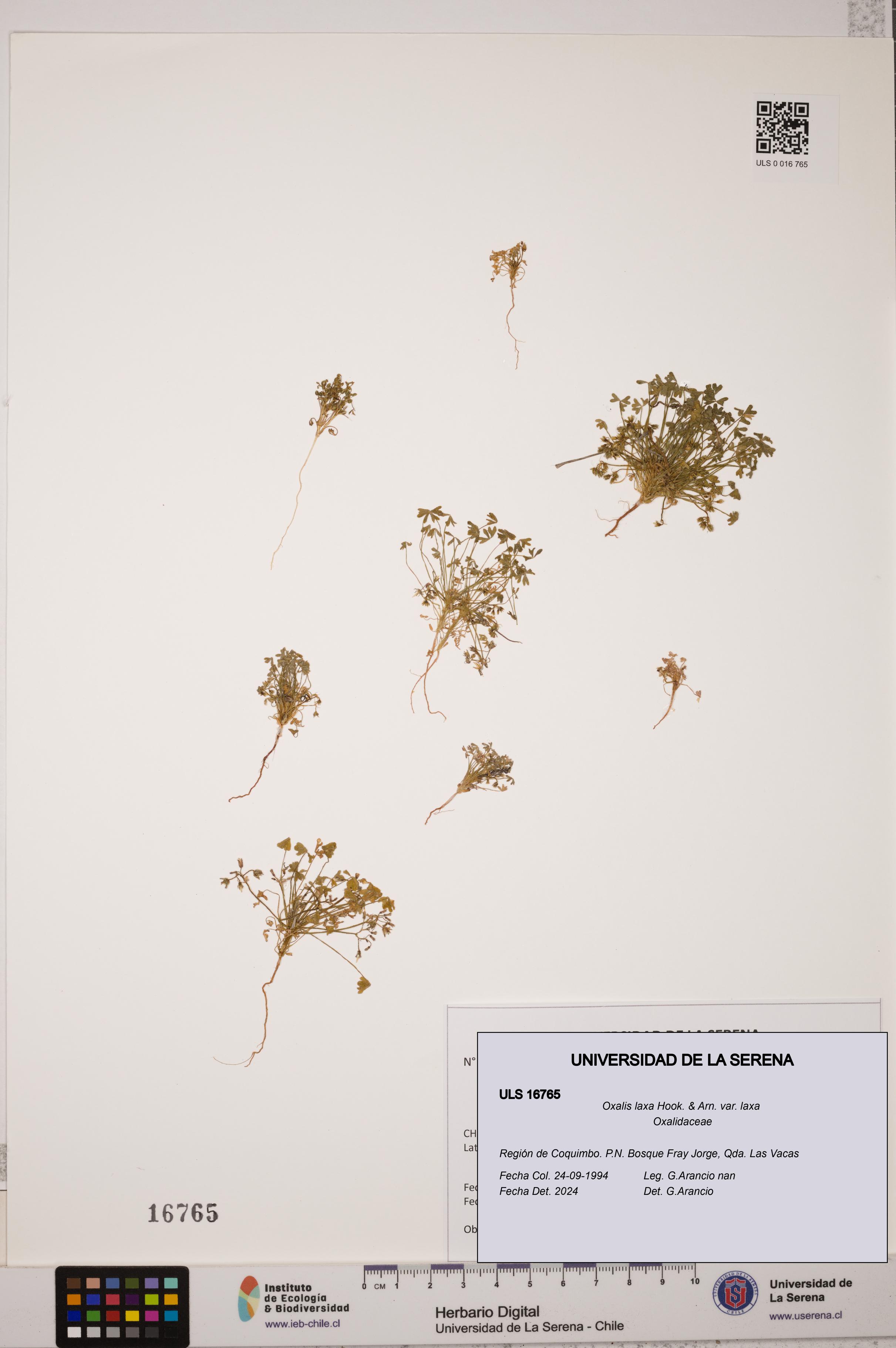 Oxalis laxa var. laxa [Espécimen: ULS:ULS:0016765]