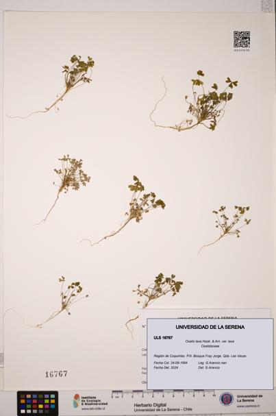 Oxalis laxa var. laxa [Espécimen: ULS:ULS:0016767]