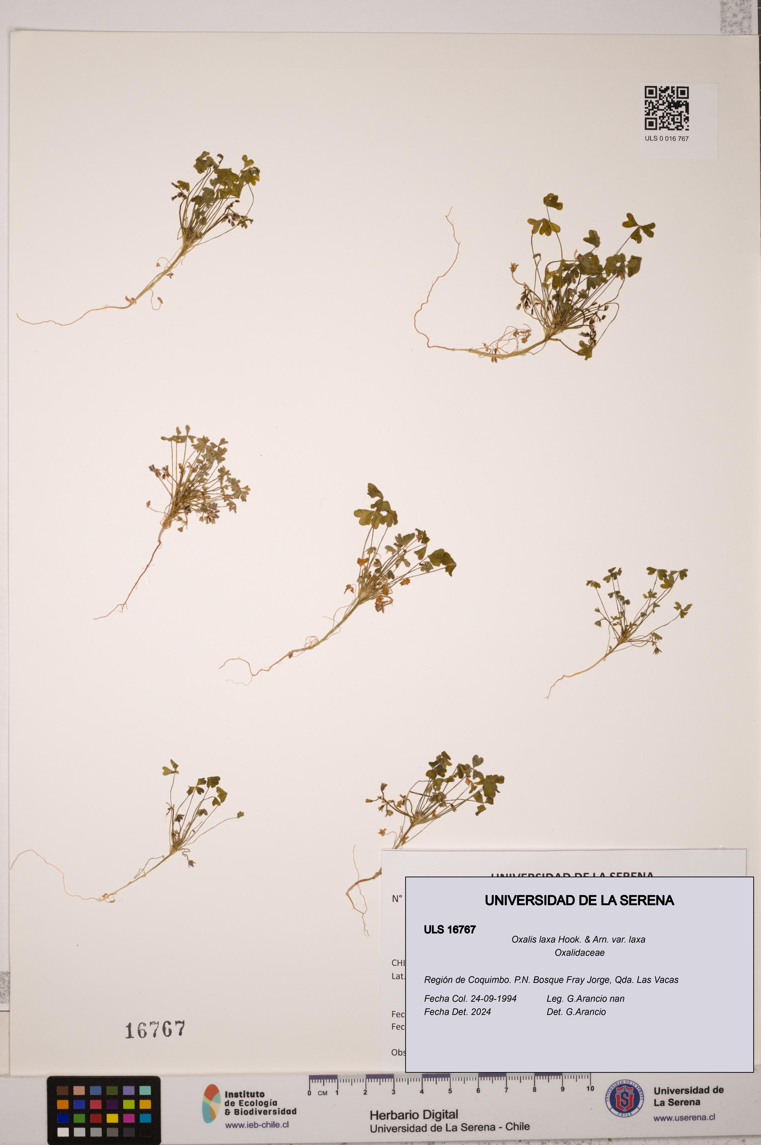 Oxalis laxa var. laxa [Espécimen: ULS:ULS:0016767]