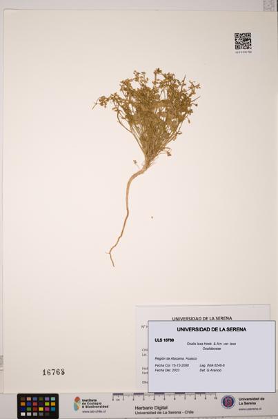 Oxalis laxa var. laxa [Espécimen: ULS:ULS:0016768]