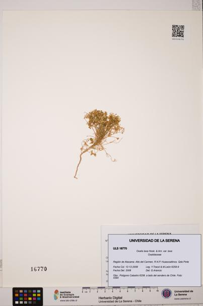 Oxalis laxa var. laxa [Espécimen: ULS:ULS:0016770]