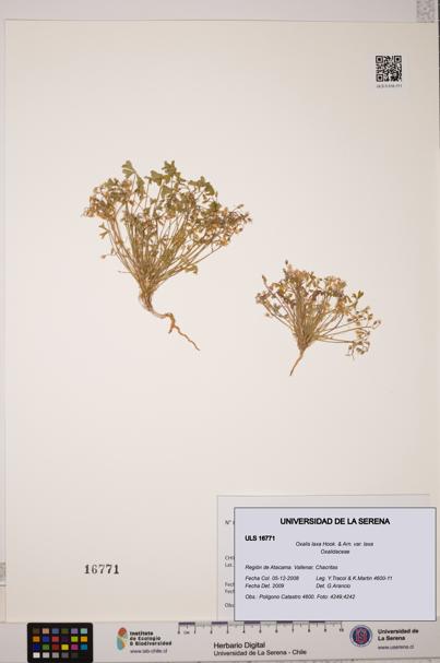 Oxalis laxa var. laxa [Espécimen: ULS:ULS:0016771]