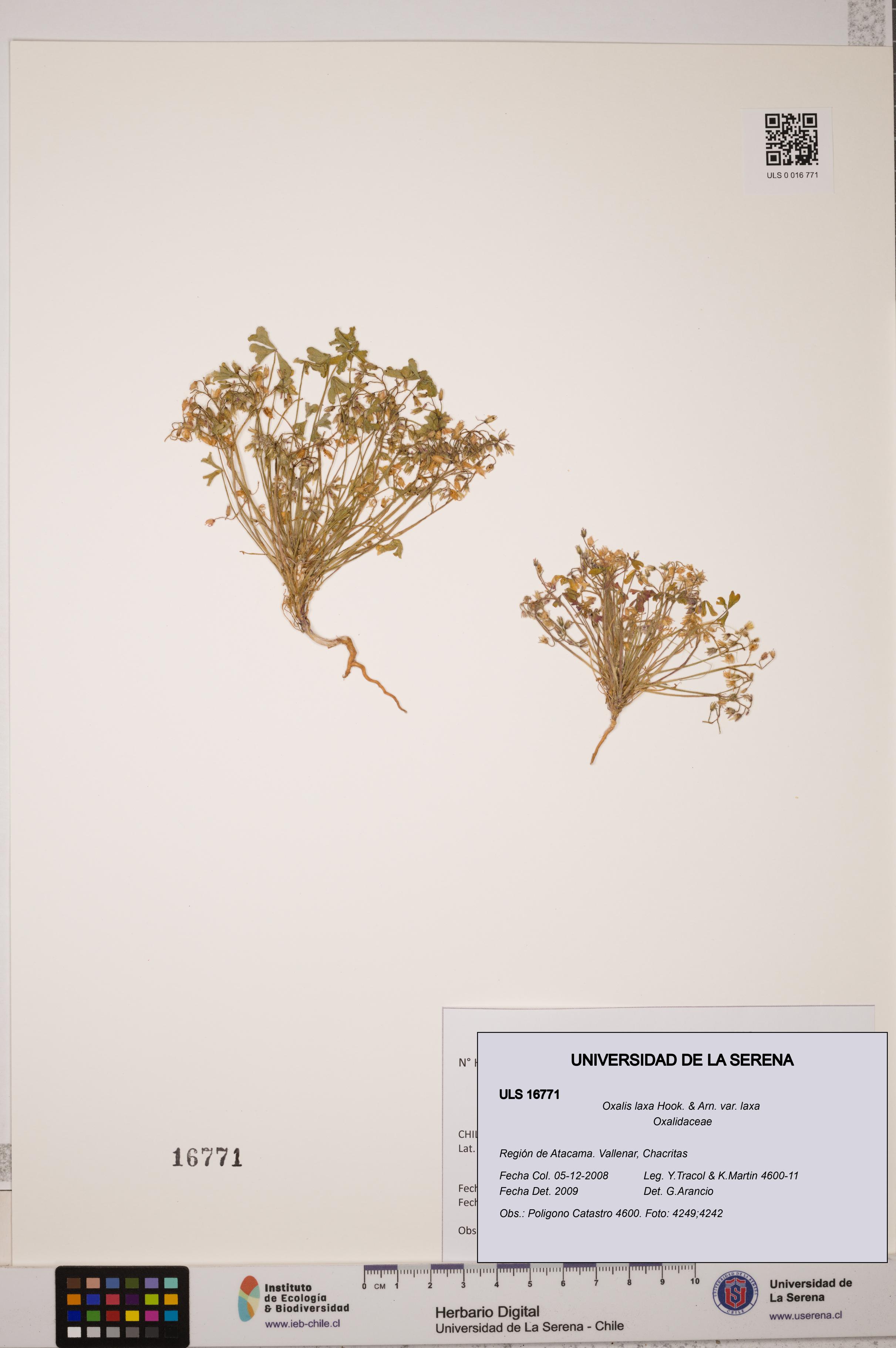 Oxalis laxa var. laxa [Espécimen: ULS:ULS:0016771]