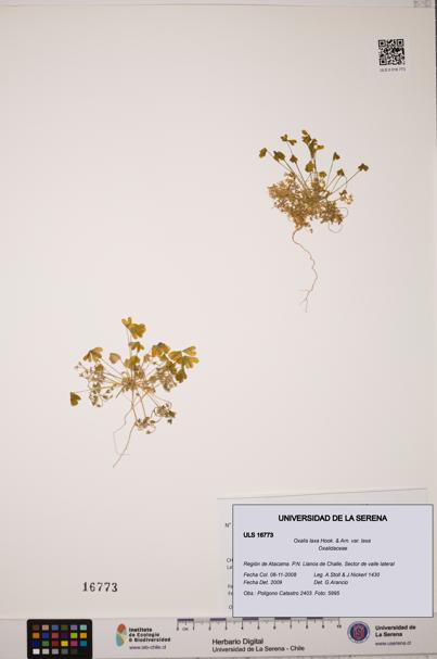 Oxalis laxa var. laxa [Espécimen: ULS:ULS:0016773]