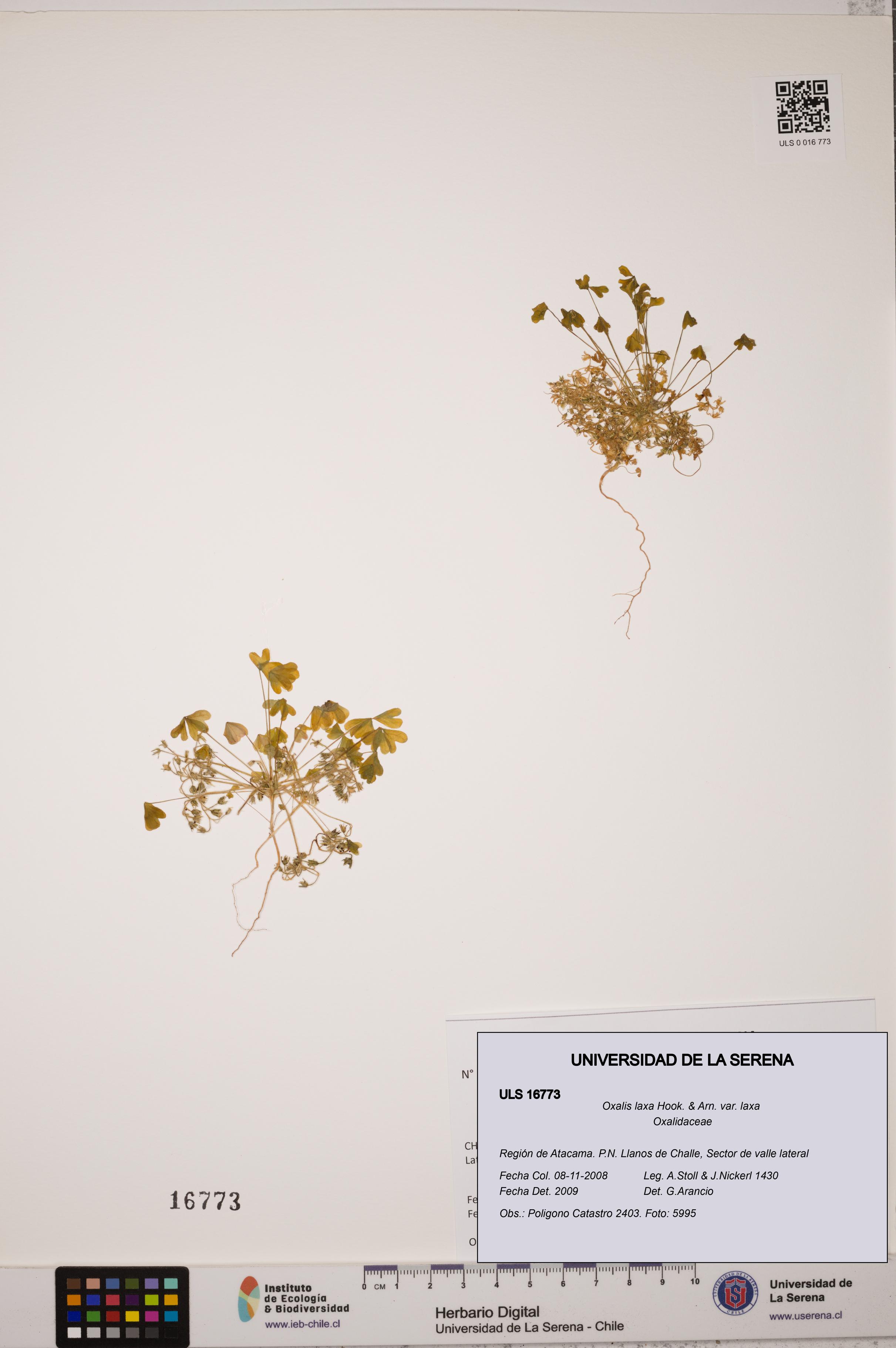 Oxalis laxa var. laxa [Espécimen: ULS:ULS:0016773]
