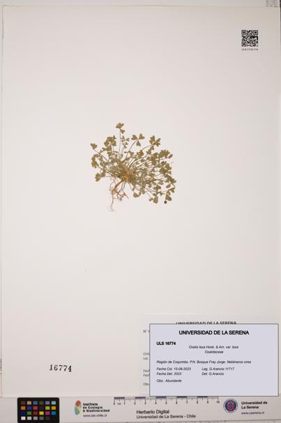Oxalis laxa var. laxa [Espécimen: ULS:ULS:0016774]