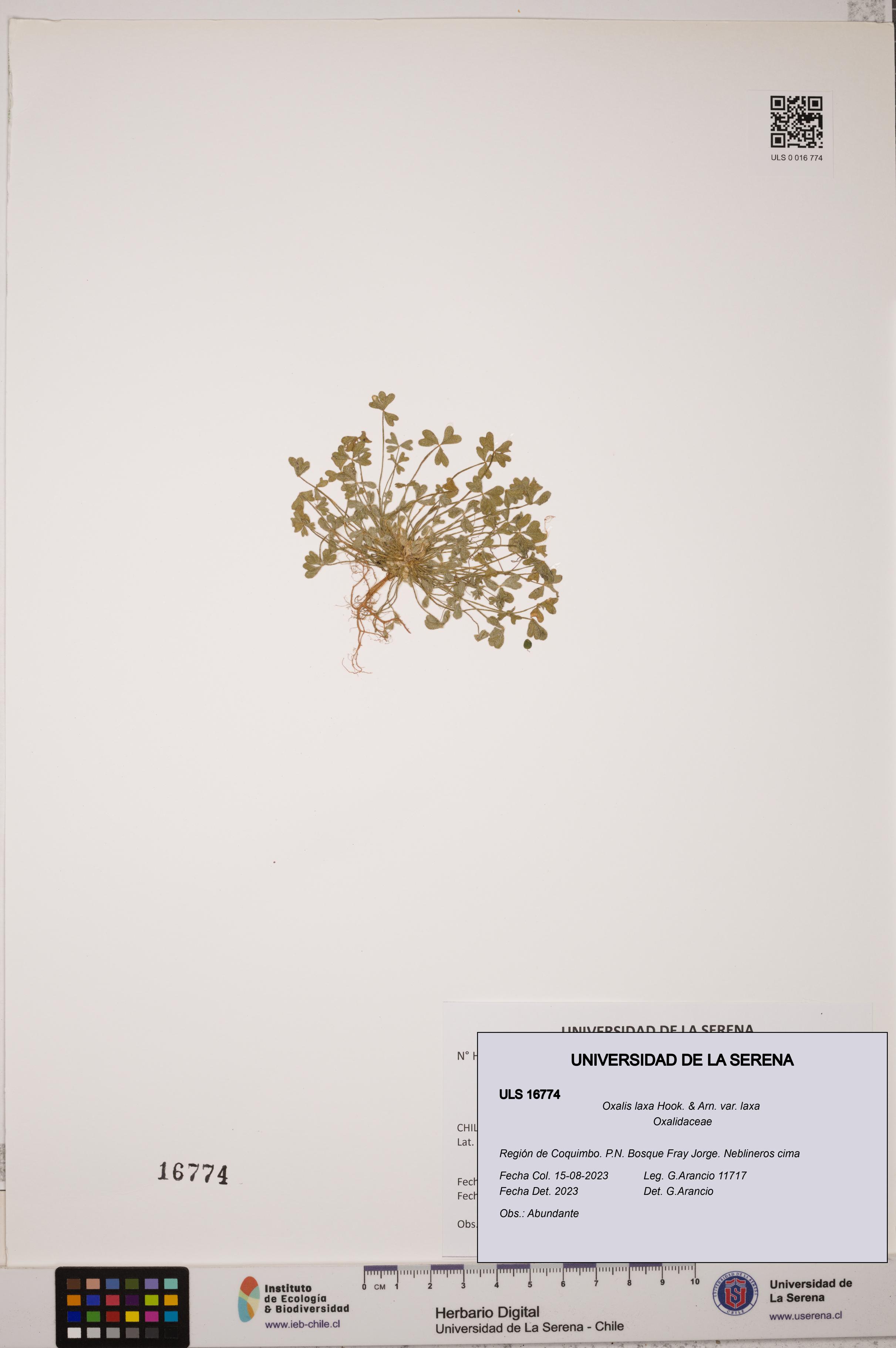 Oxalis laxa var. laxa [Espécimen: ULS:ULS:0016774]