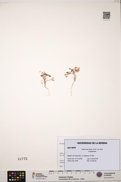 Oxalis laxa var. laxa [Espécimen: ULS:ULS:0016775]