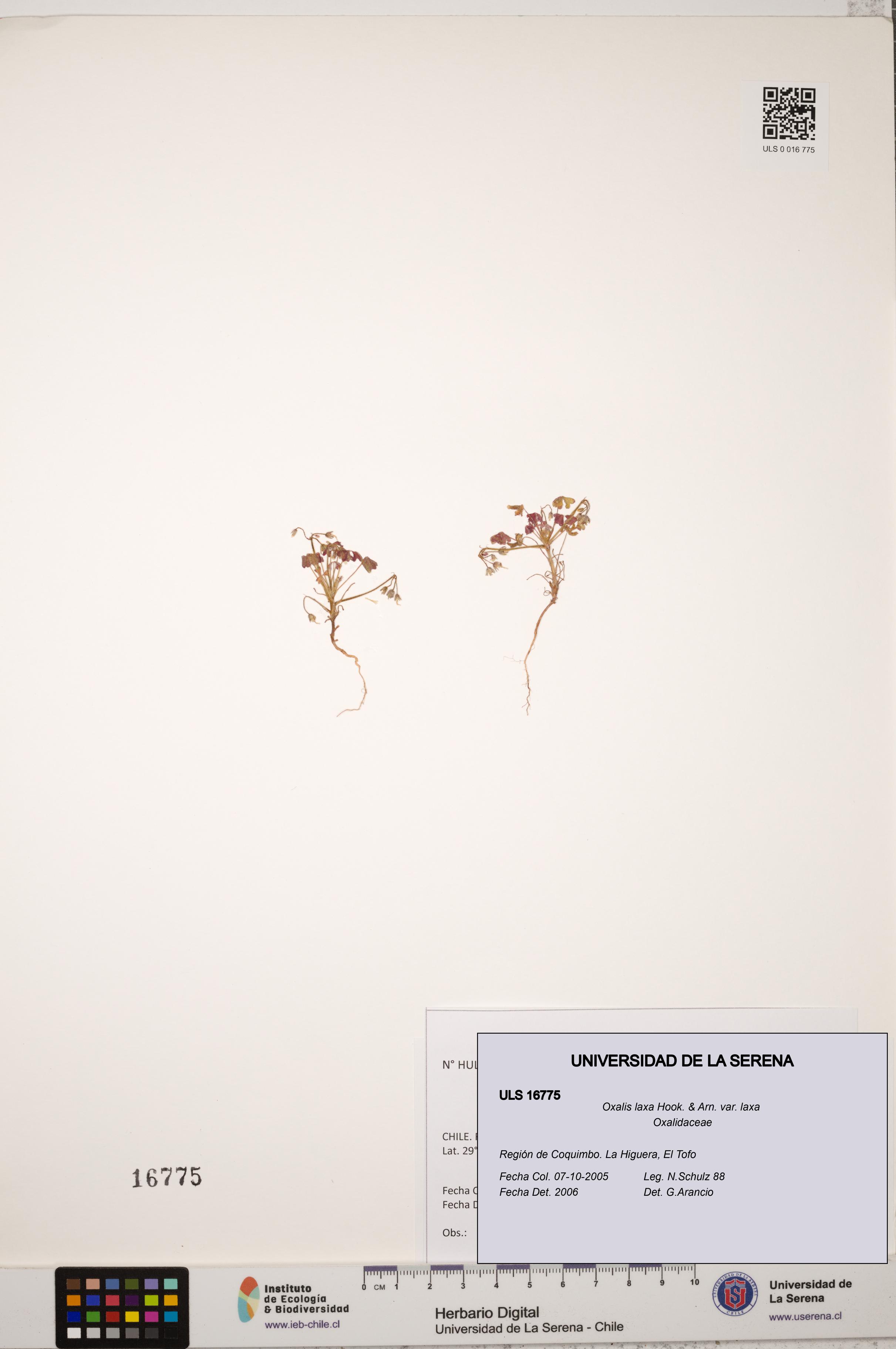 Oxalis laxa var. laxa [Espécimen: ULS:ULS:0016775]