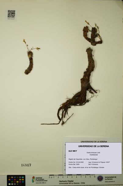 Oxalis tortuosa [Espécimen: ULS:ULS:0016817]