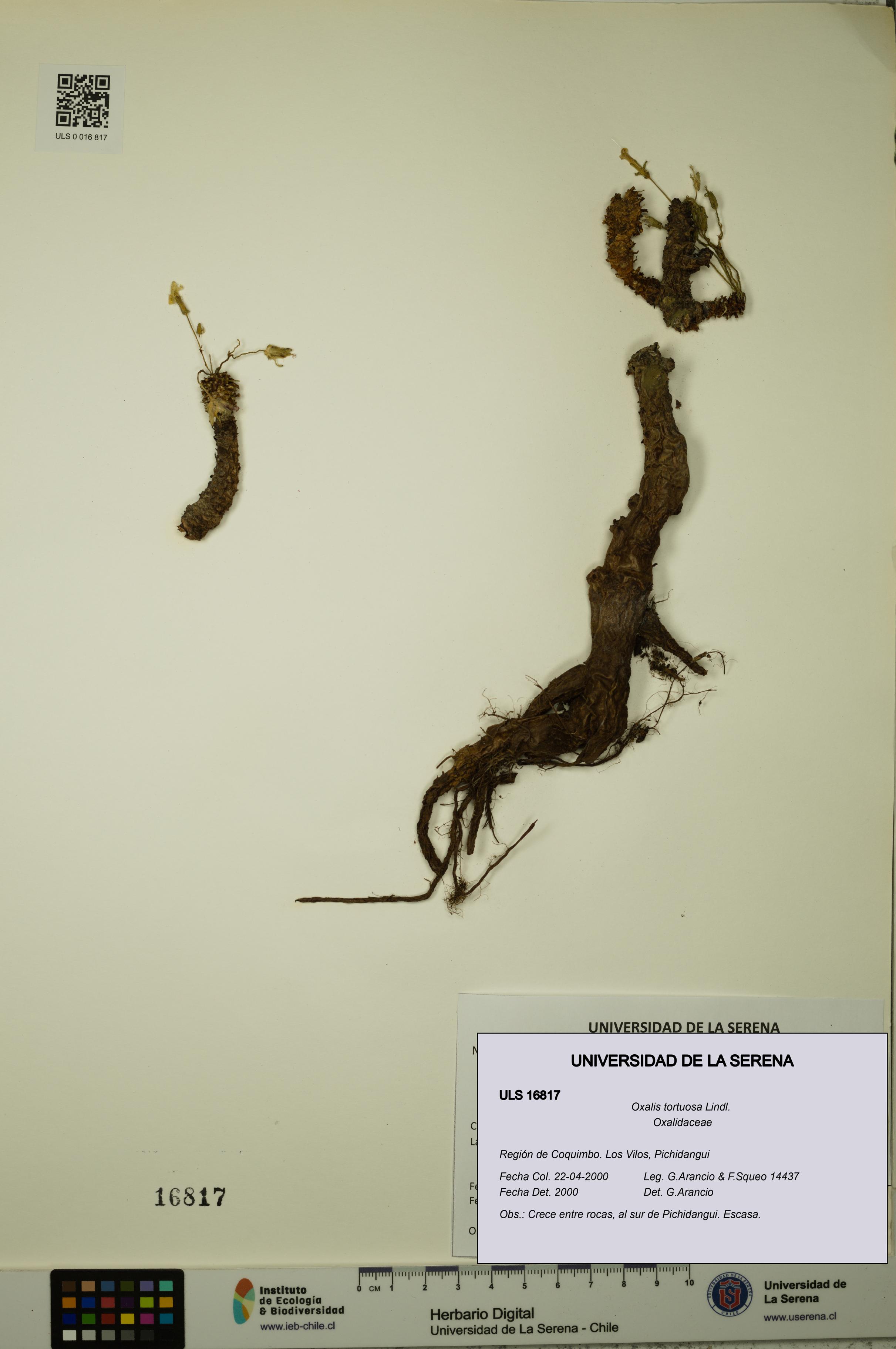 Oxalis tortuosa [Espécimen: ULS:ULS:0016817]