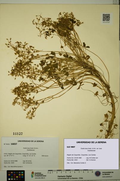 Oxalis laxa var. laxa [Espécimen: ULS:ULS:0016837]