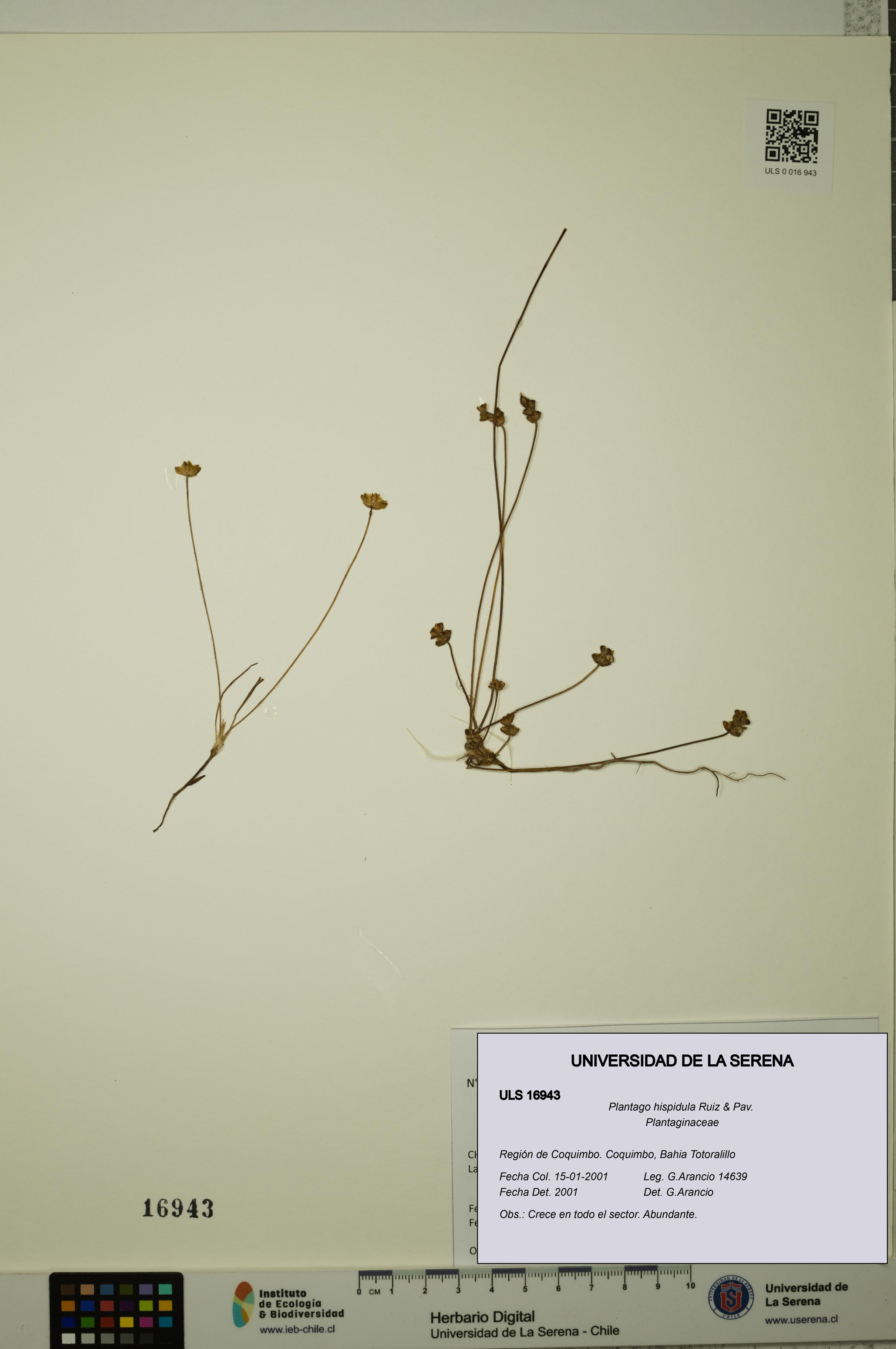 Plantago hispidula [Espécimen: ULS:ULS:0016943]