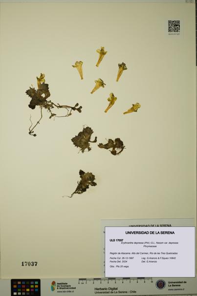 Erythranthe depressa var. depressa [Espécimen: ULS:ULS:0017037]