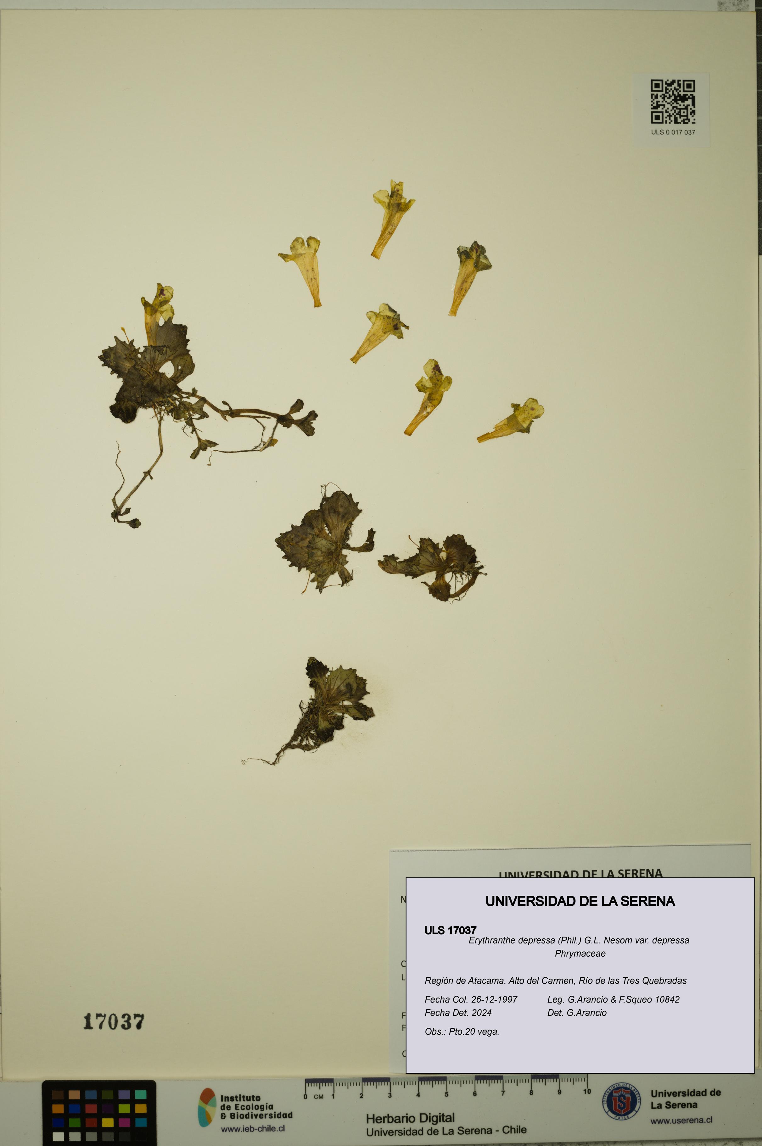 Erythranthe depressa var. depressa [Espécimen: ULS:ULS:0017037]
