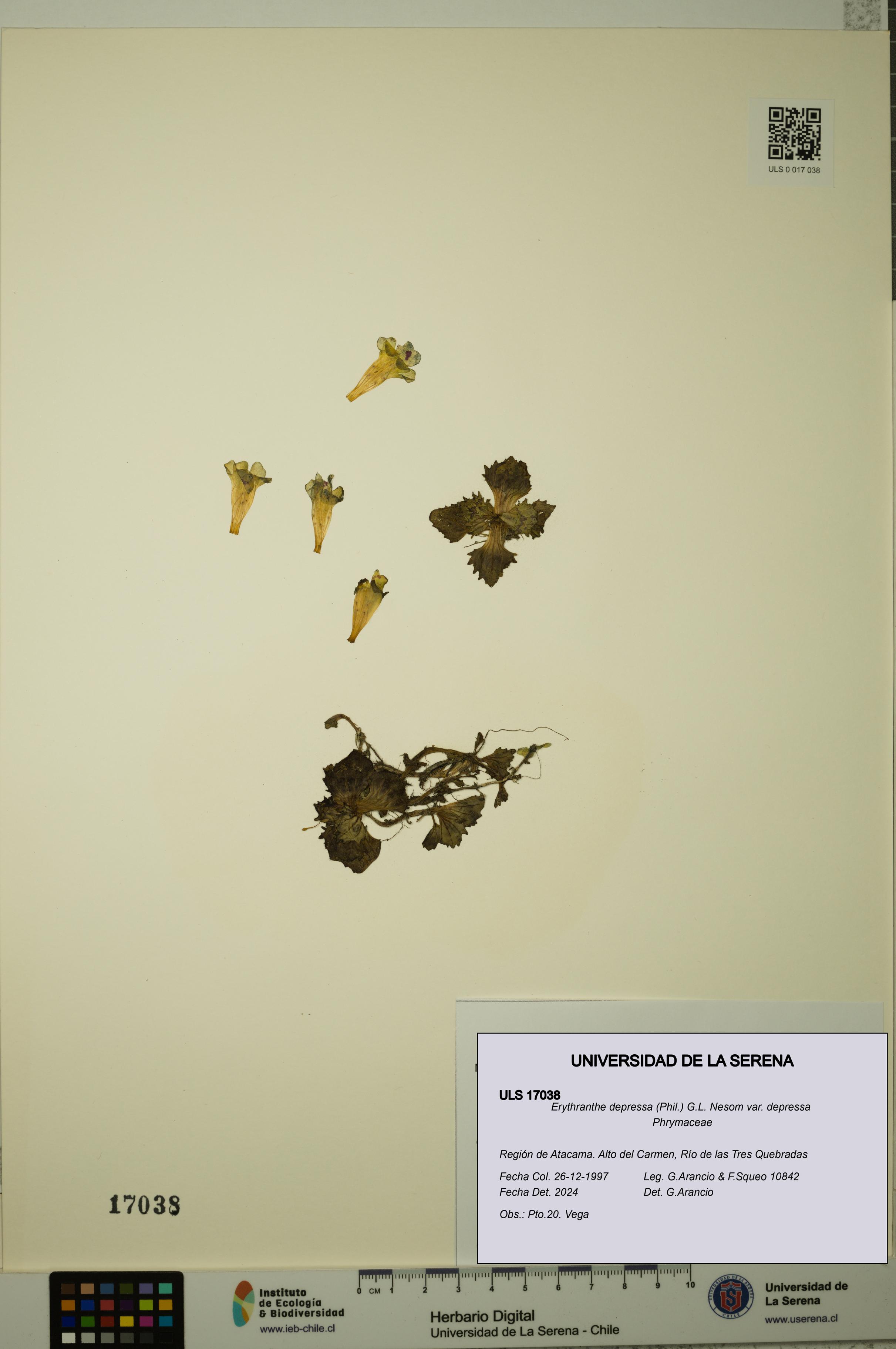 Erythranthe depressa var. depressa [Espécimen: ULS:ULS:0017038]