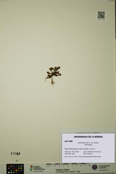 Erythranthe lutea [Espécimen: ULS:ULS:0017084]