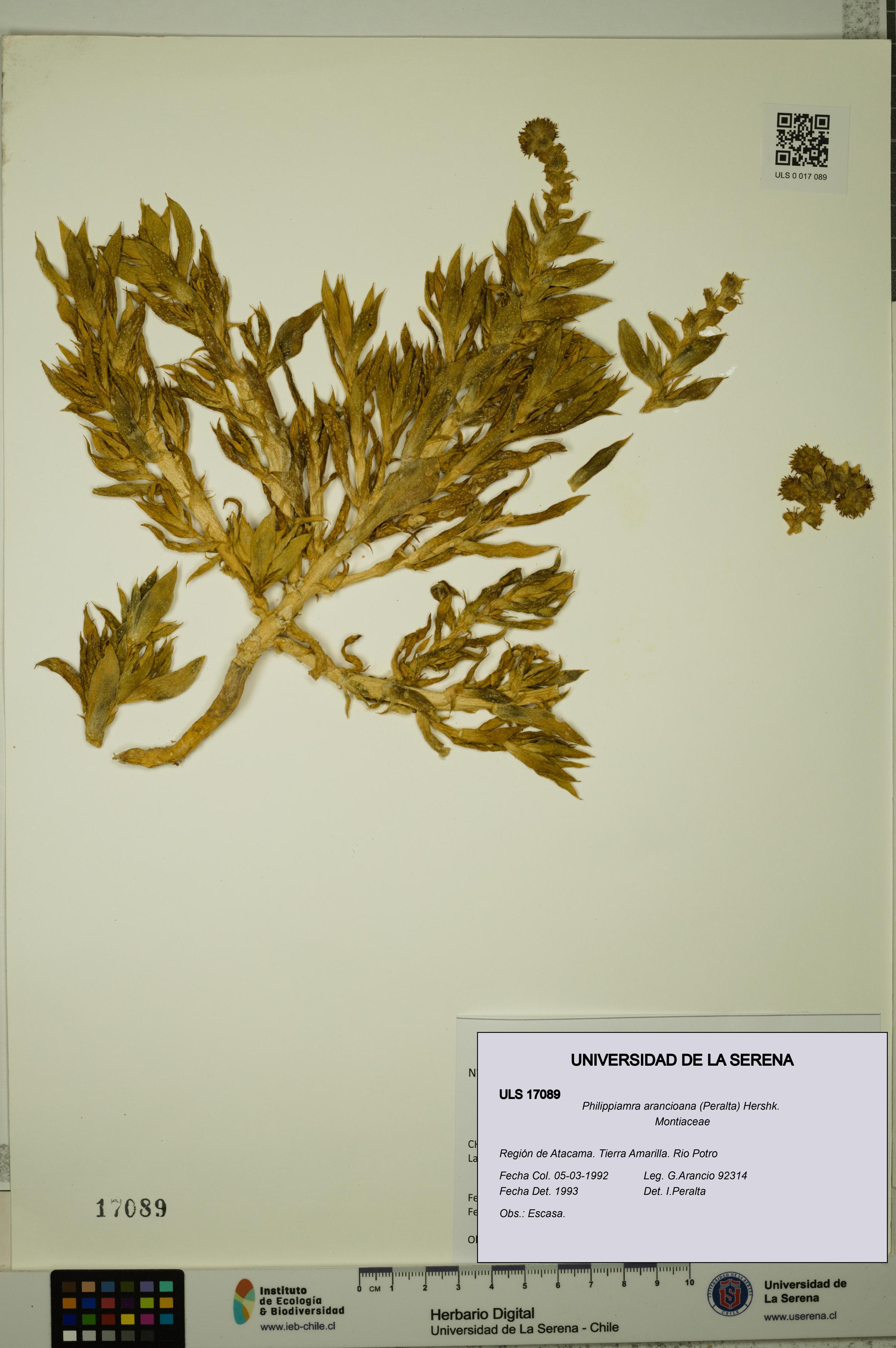 Philippiamra arancioana [Espécimen: ]