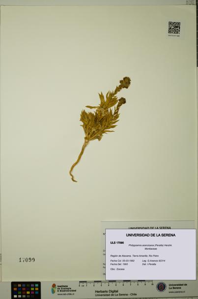Philippiamra arancioana [Espécimen: ]