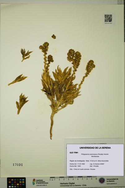 Philippiamra arancioana [Espécimen: ]
