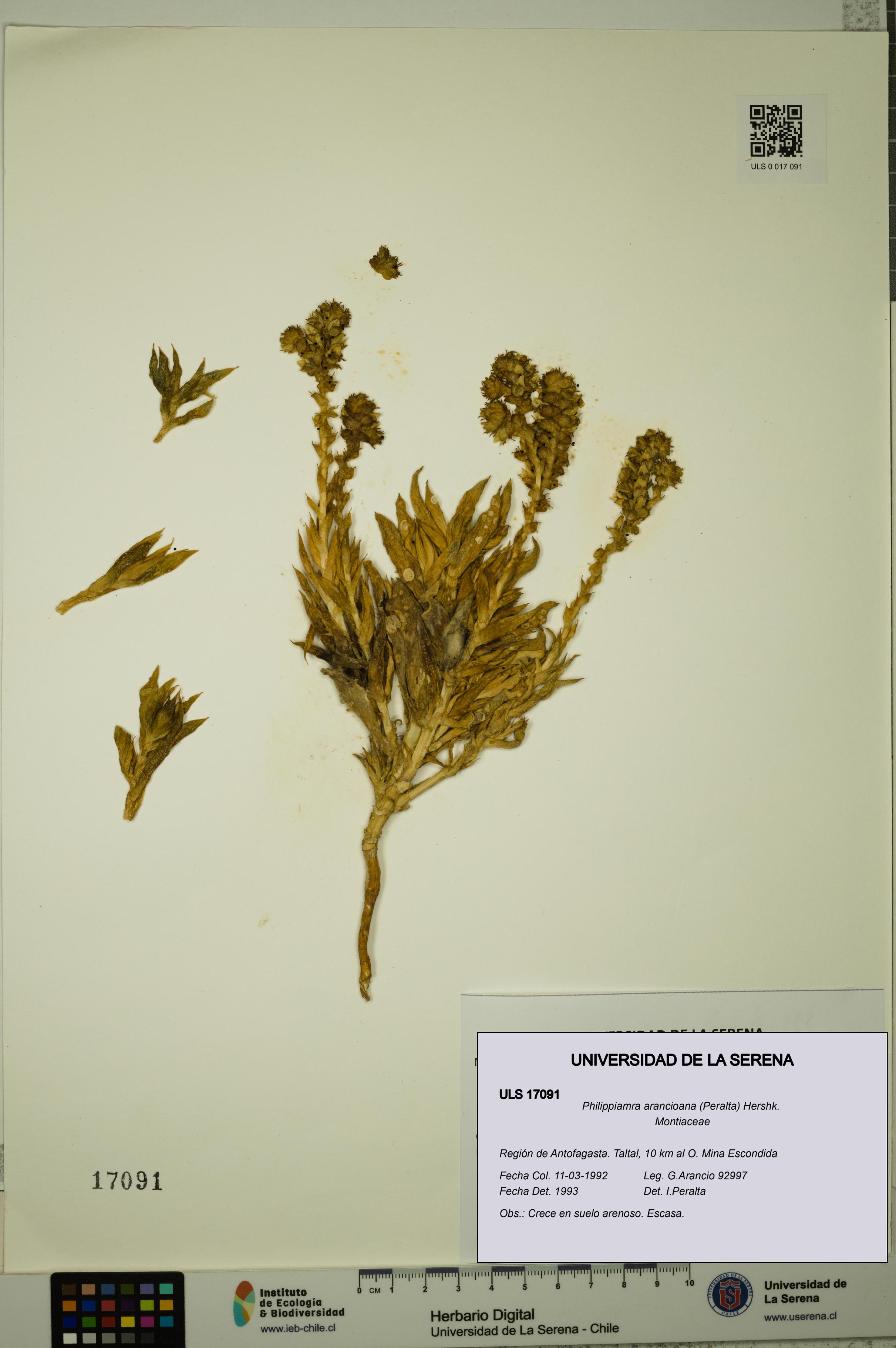 Philippiamra arancioana [Espécimen: ]