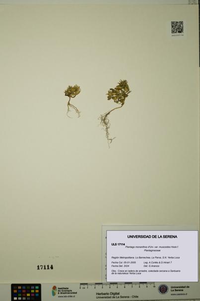 Plantago monanthos var. muscoides [Espécimen: ULS:ULS:0017114]