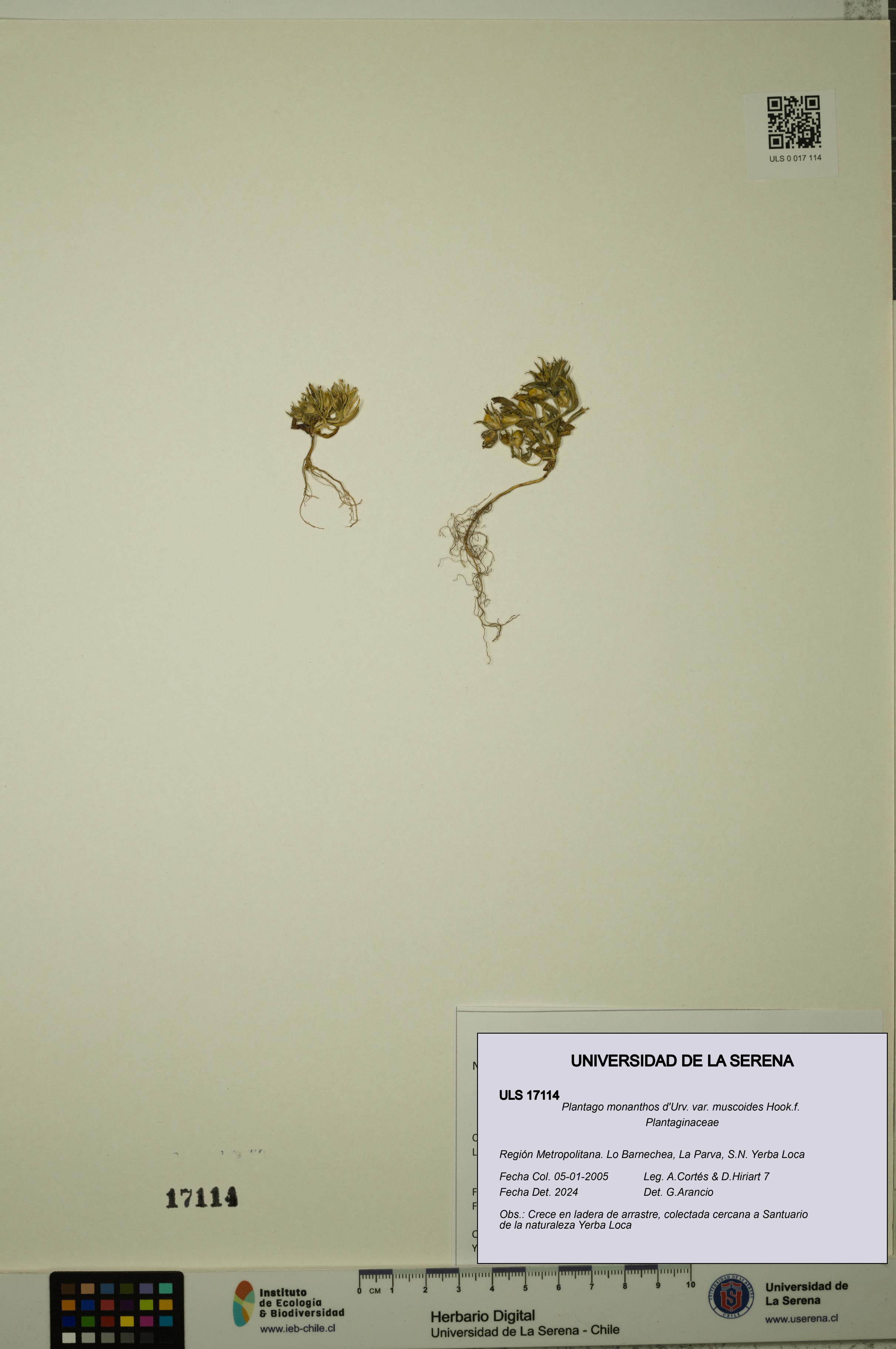 Plantago monanthos var. muscoides [Espécimen: ULS:ULS:0017114]