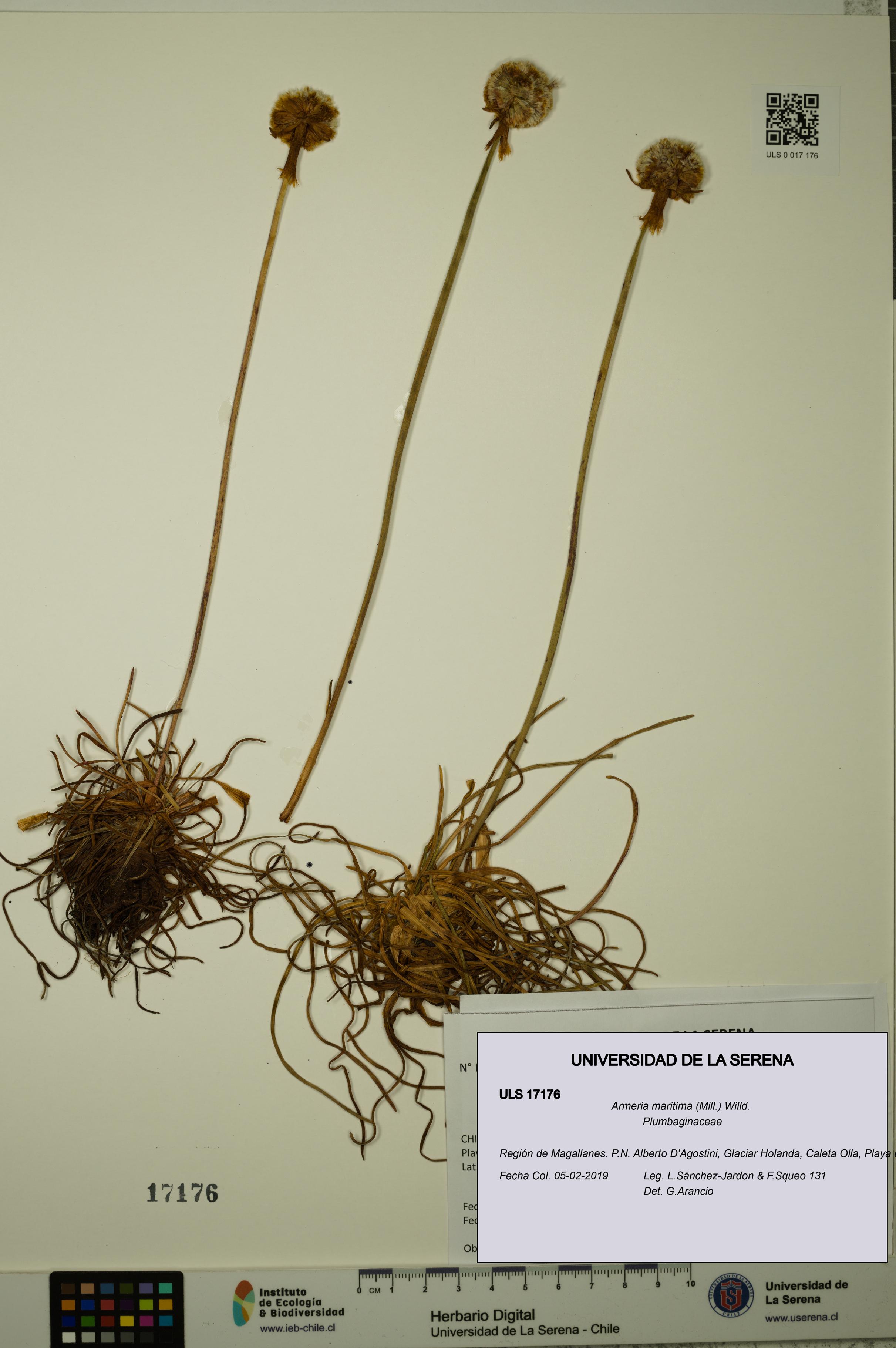 Armeria maritima [Espécimen: ULS:ULS:0017176]