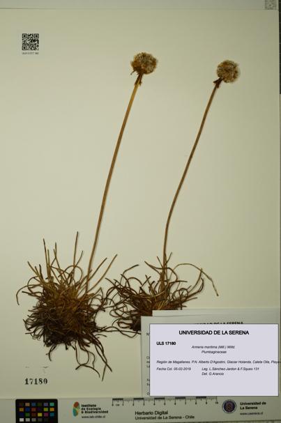 Armeria maritima [Espécimen: ULS:ULS:0017180]