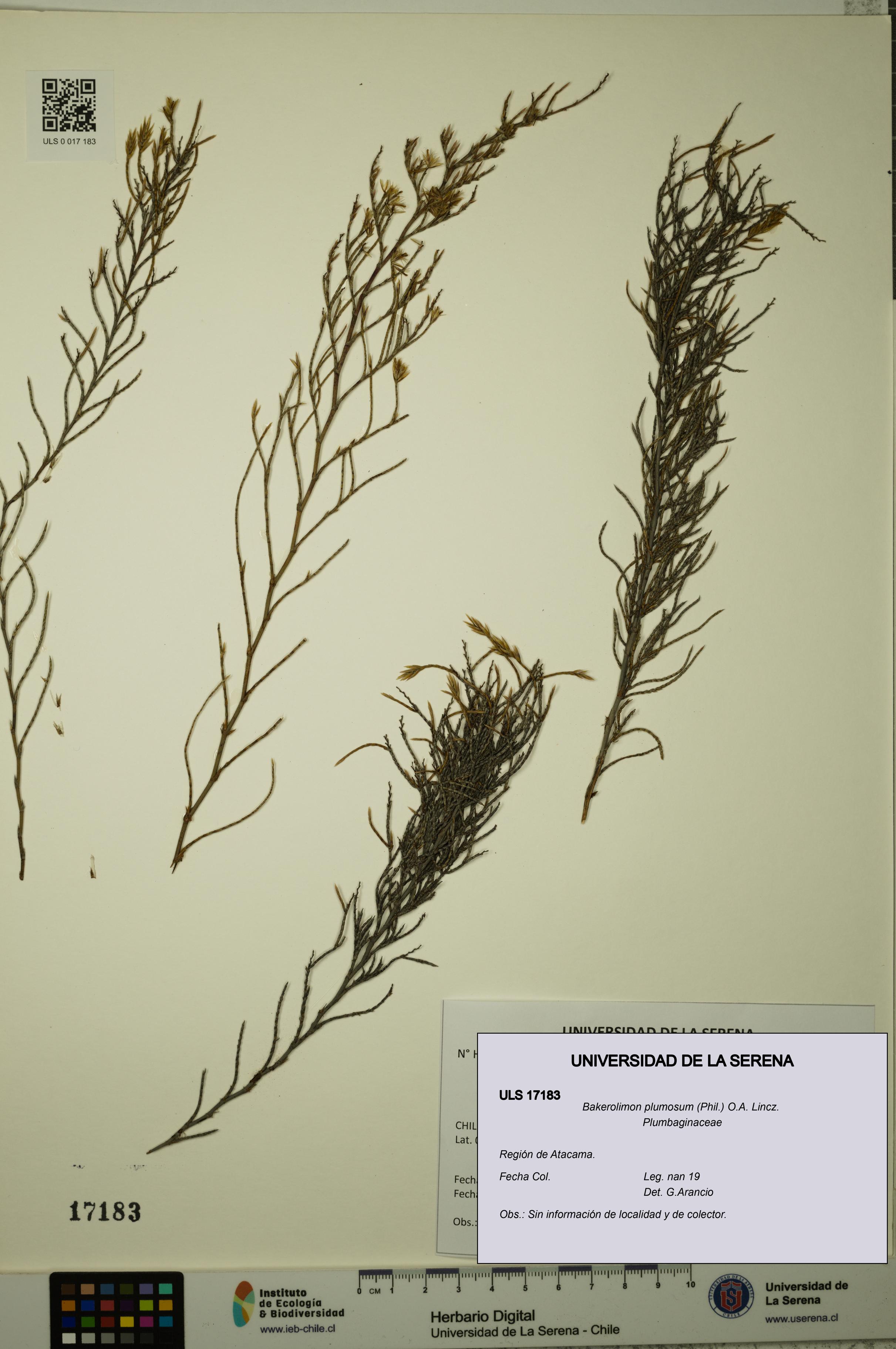 Bakerolimon plumosum [Espécimen: ULS:ULS:0017183]