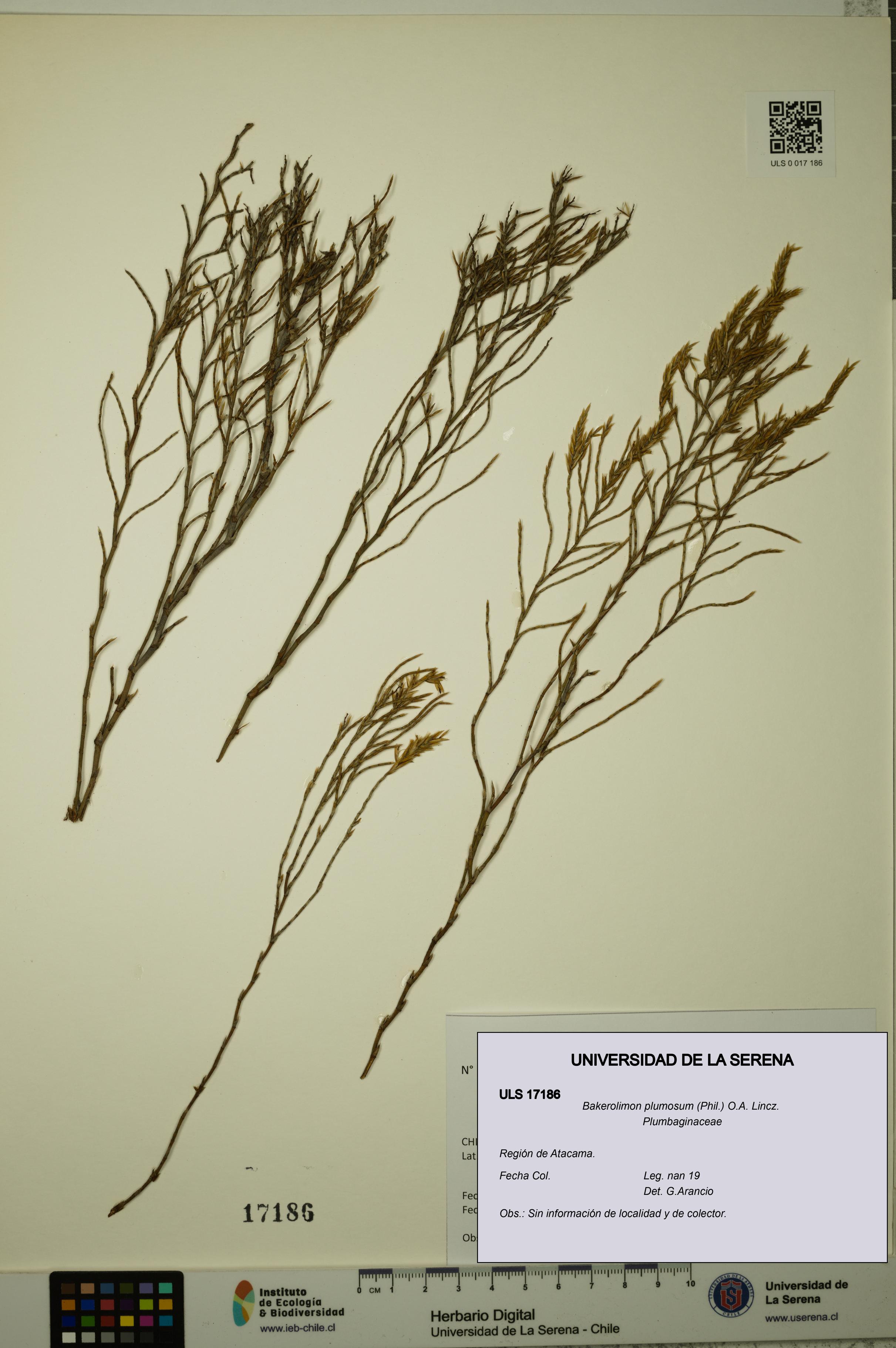Bakerolimon plumosum [Espécimen: ULS:ULS:0017186]