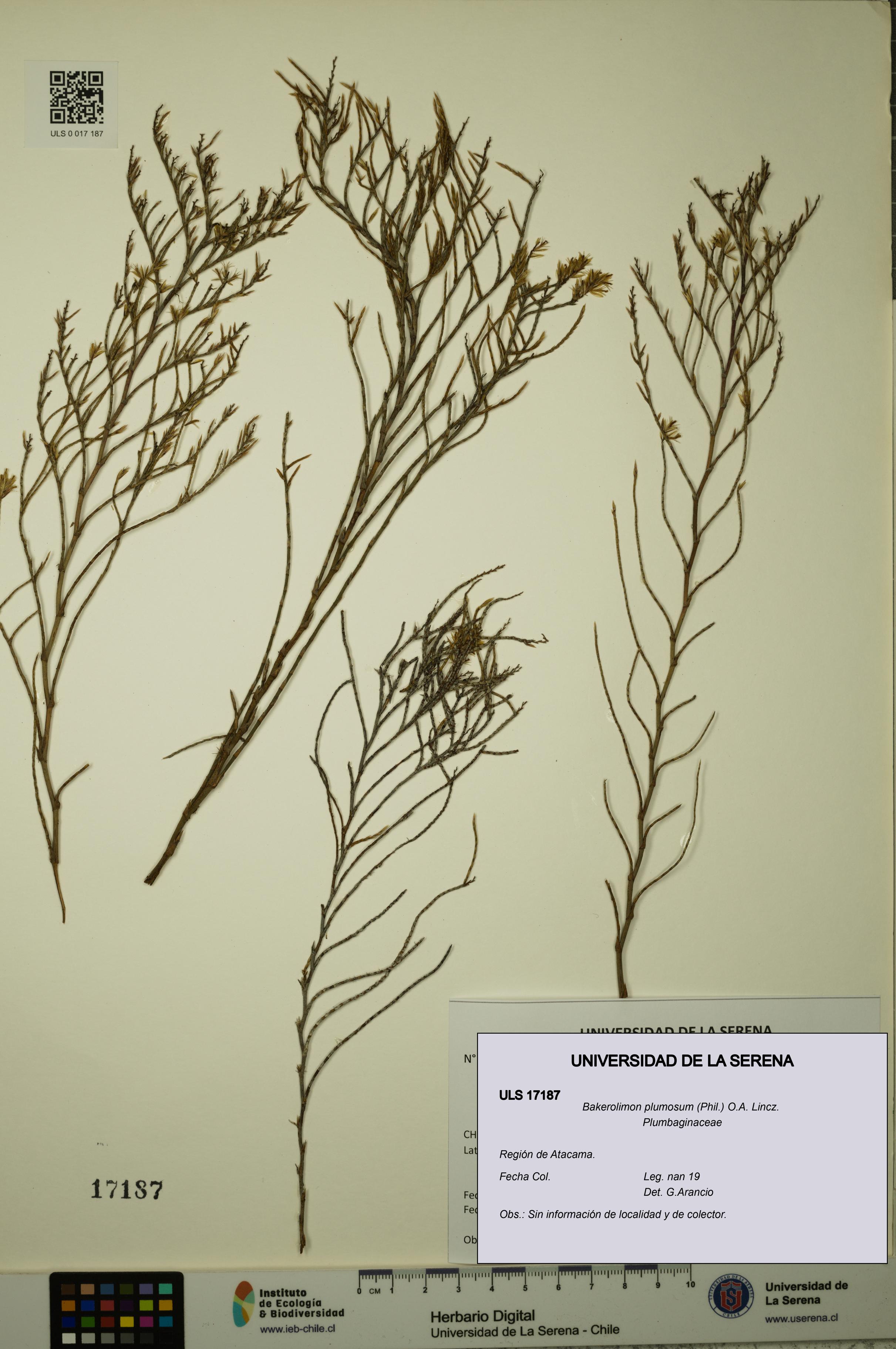 Bakerolimon plumosum [Espécimen: ULS:ULS:0017187]