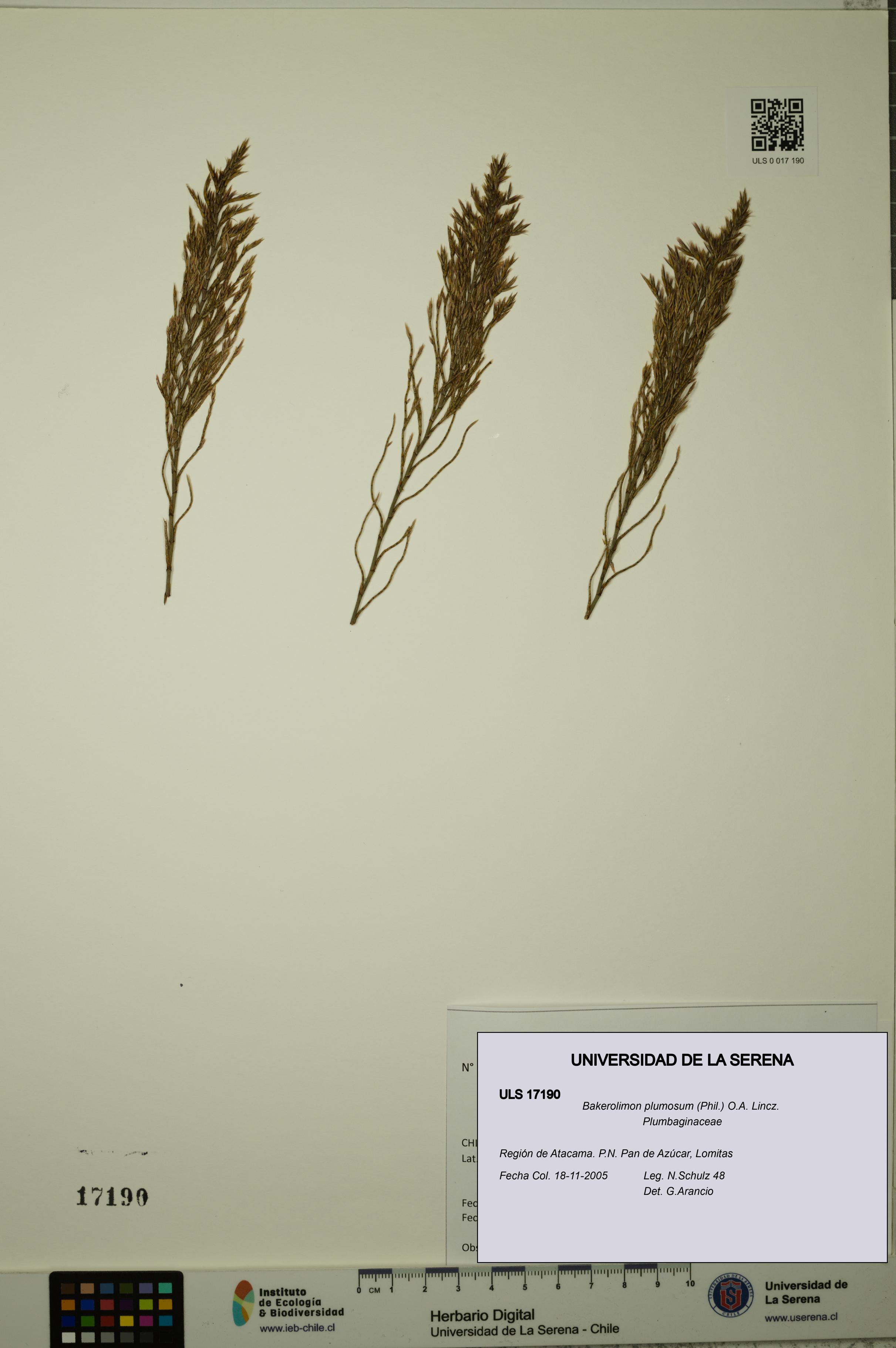 Bakerolimon plumosum [Espécimen: ULS:ULS:0017190]