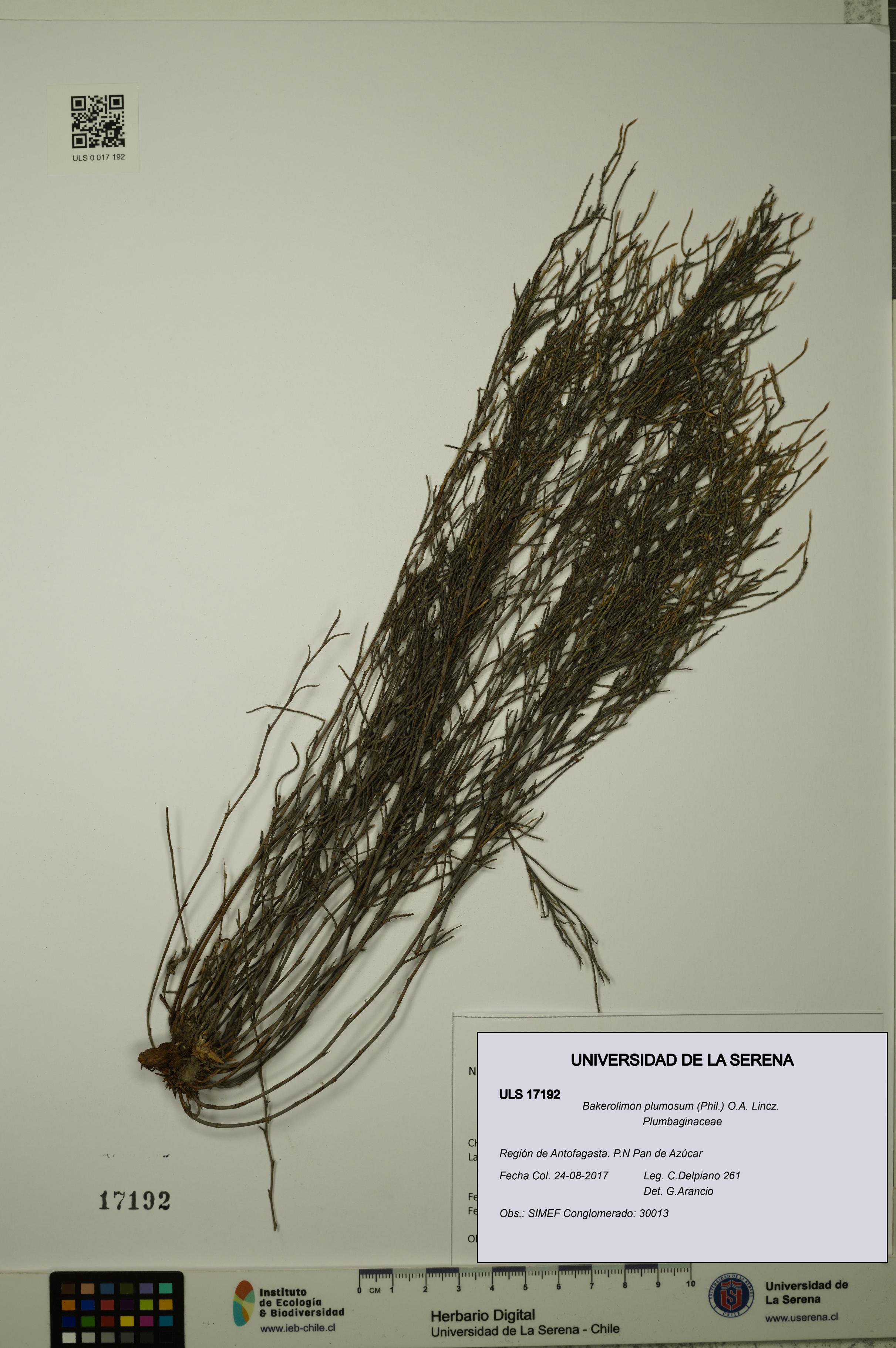 Bakerolimon plumosum [Espécimen: ULS:ULS:0017192]