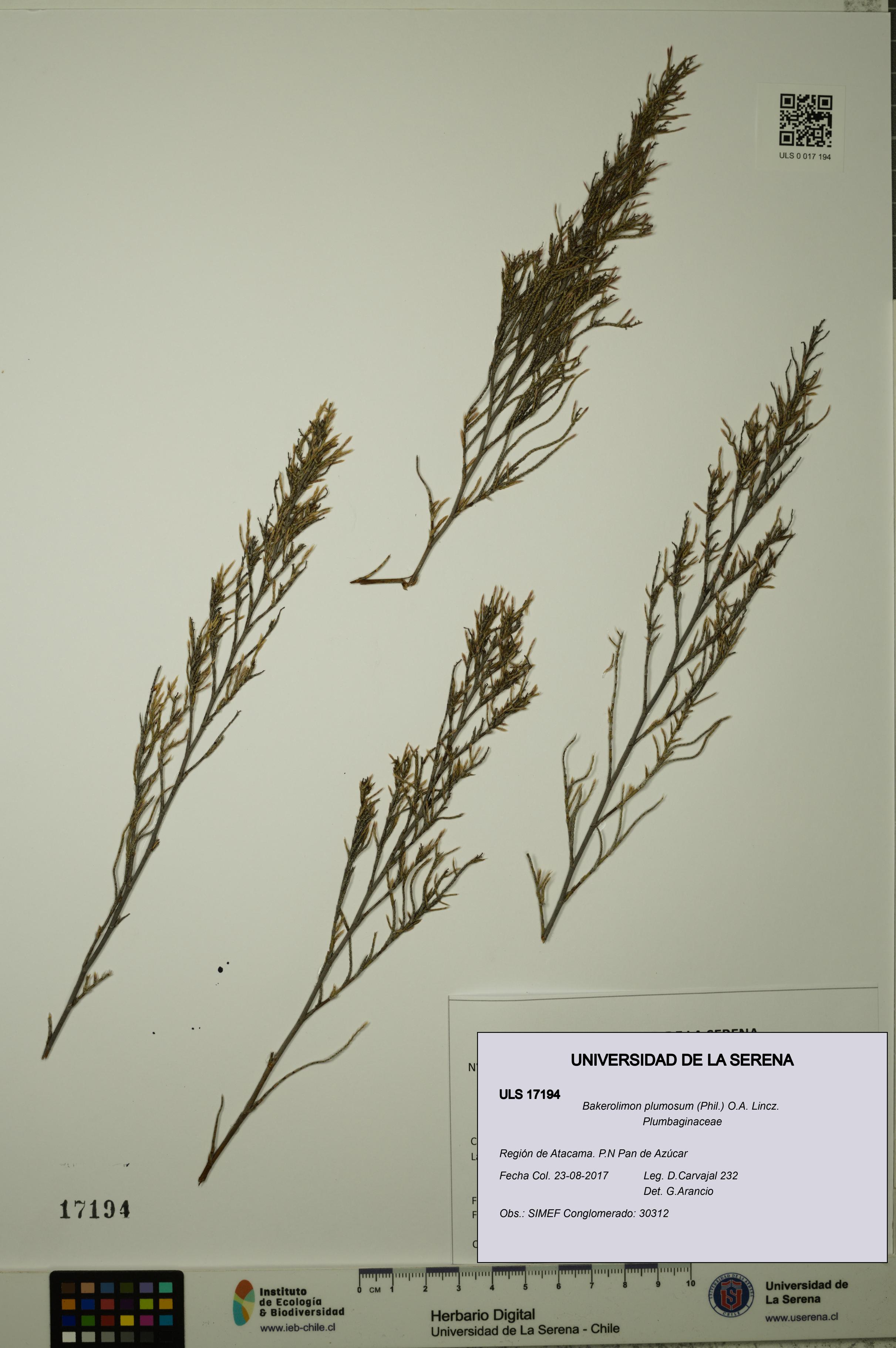 Bakerolimon plumosum [Espécimen: ULS:ULS:0017194]