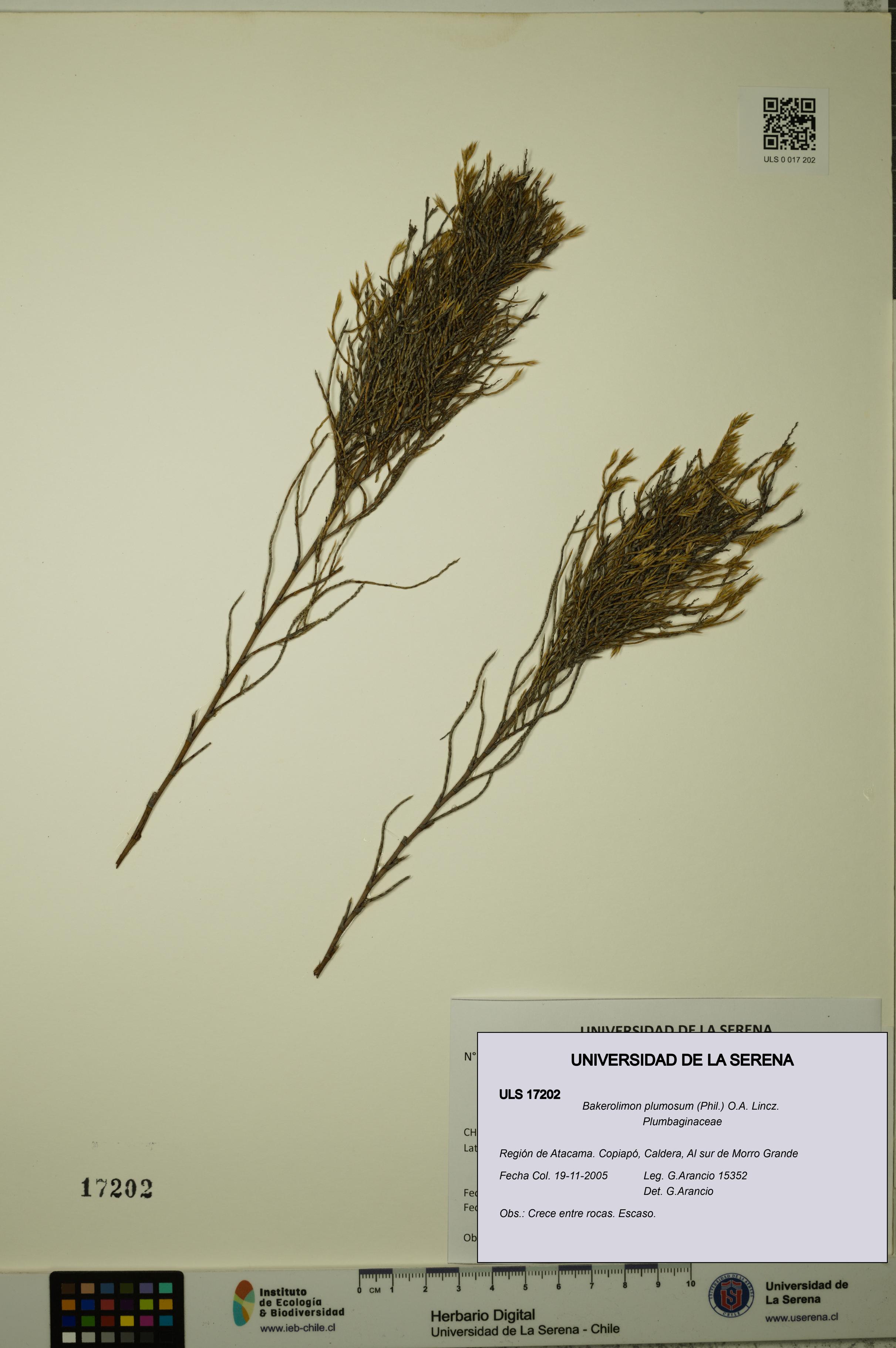 Bakerolimon plumosum [Espécimen: ULS:ULS:0017202]
