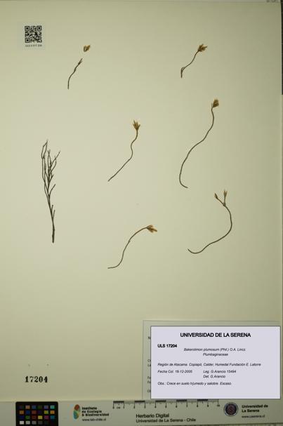 Bakerolimon plumosum [Espécimen: ULS:ULS:0017204]