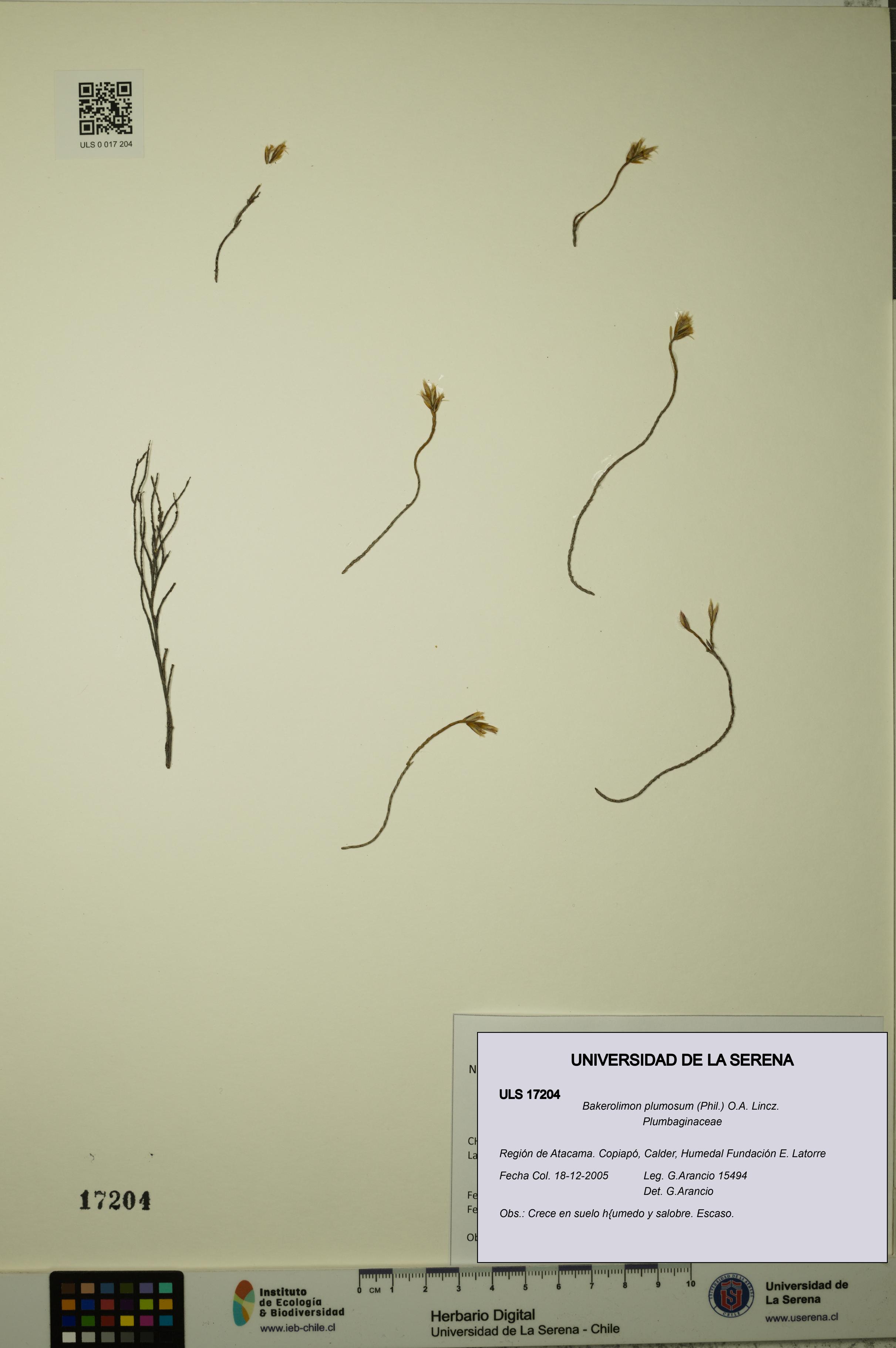 Bakerolimon plumosum [Espécimen: ULS:ULS:0017204]