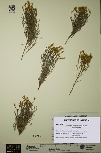 Bakerolimon plumosum [Espécimen: ULS:ULS:0017208]