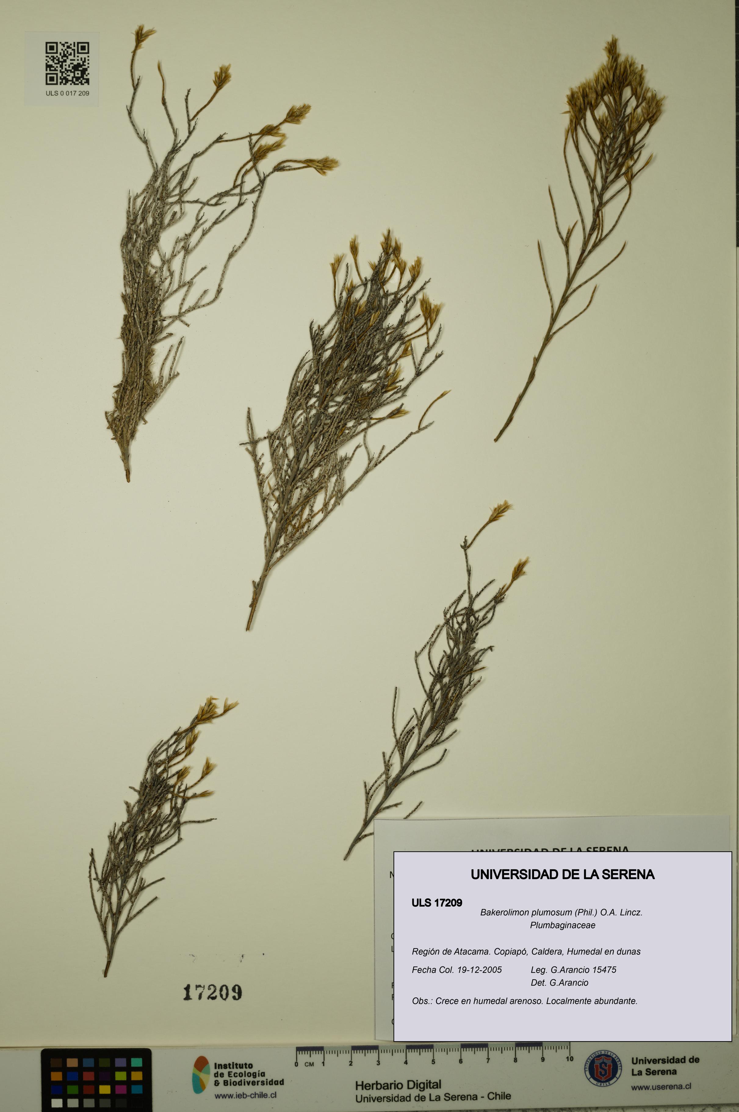 Bakerolimon plumosum [Espécimen: ULS:ULS:0017209]
