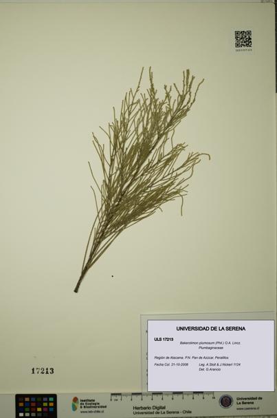 Bakerolimon plumosum [Espécimen: ULS:ULS:0017213]